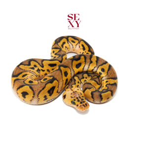 1.0 Hurricane Pas Clown pos H Pied Hypo 25 16505