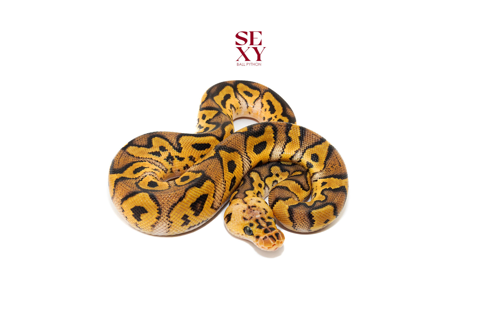 1.0 Hurricane Pas Clown pos H Pied Hypo 25 16505