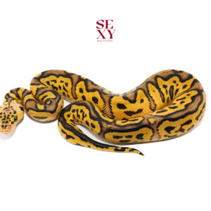 1.0 Hurricane Pas Clown pos H Pied Hypo 25 16506