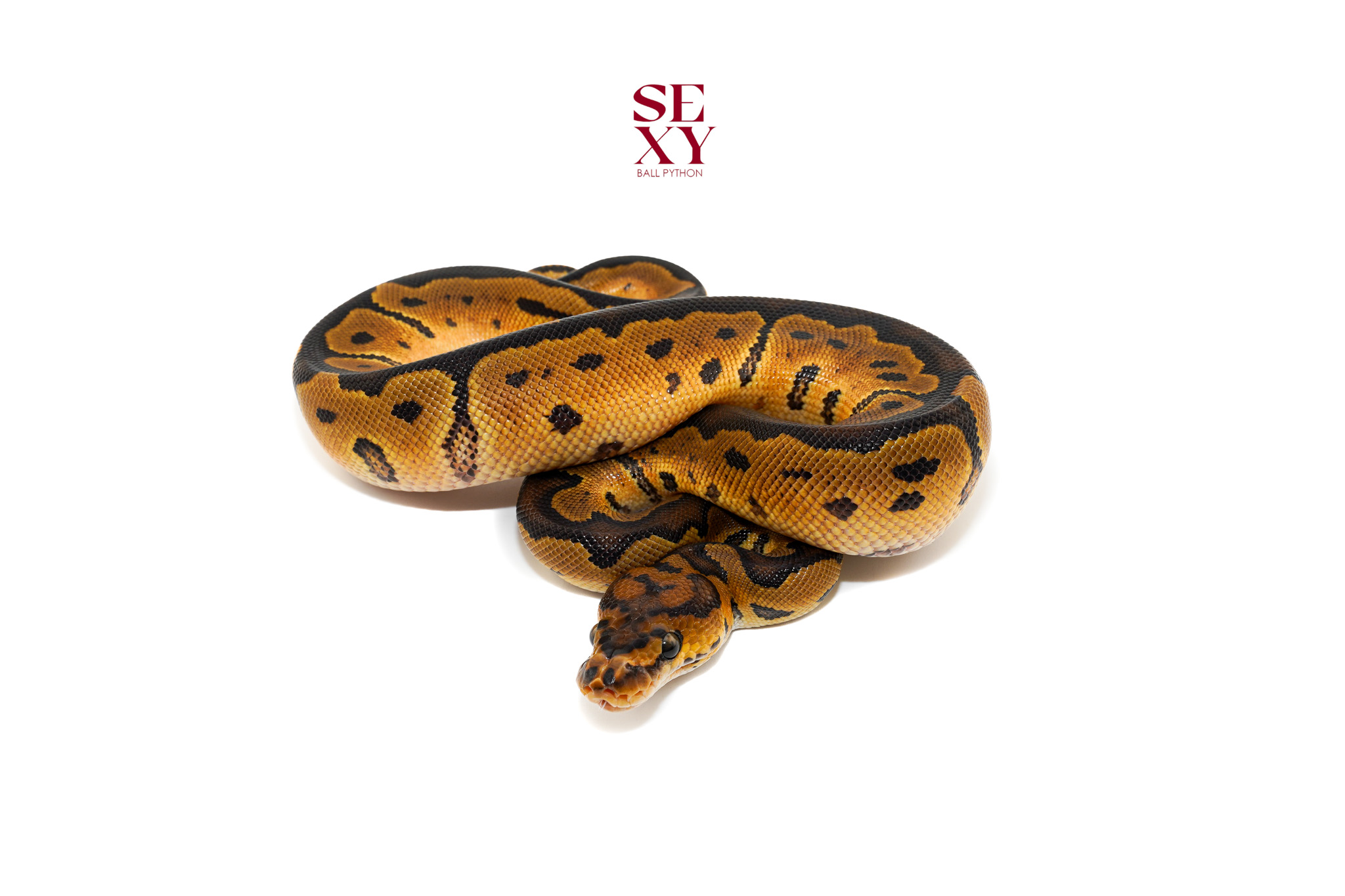 0.1 Clown Pos Hurricane H Pied Hypo 25 16507