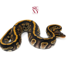 1.0 Stranger Bh YB H Clown 100% pos H Ghost Pied 25 16355