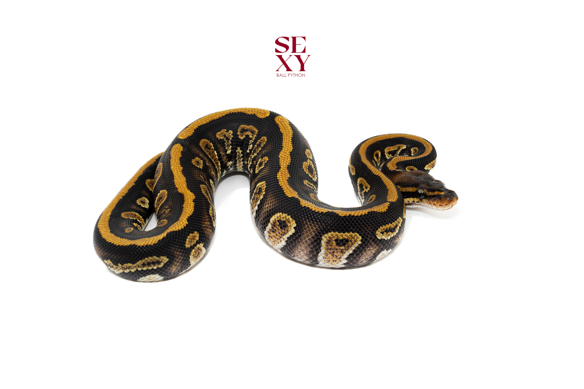 1.0 Stranger Bh YB H Clown 100% pos H Ghost Pied 25 16355