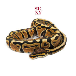 0.1 Spotnose H Clown 25 16346