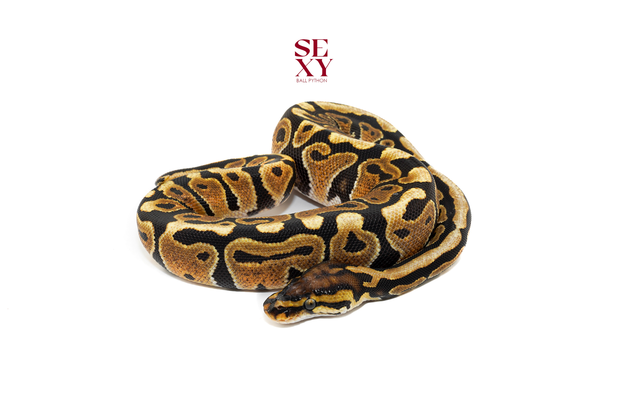 0.1 Spotnose H Clown 25 16346