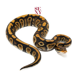 1.0 Stranger DH DG Clown 100% 25 18248