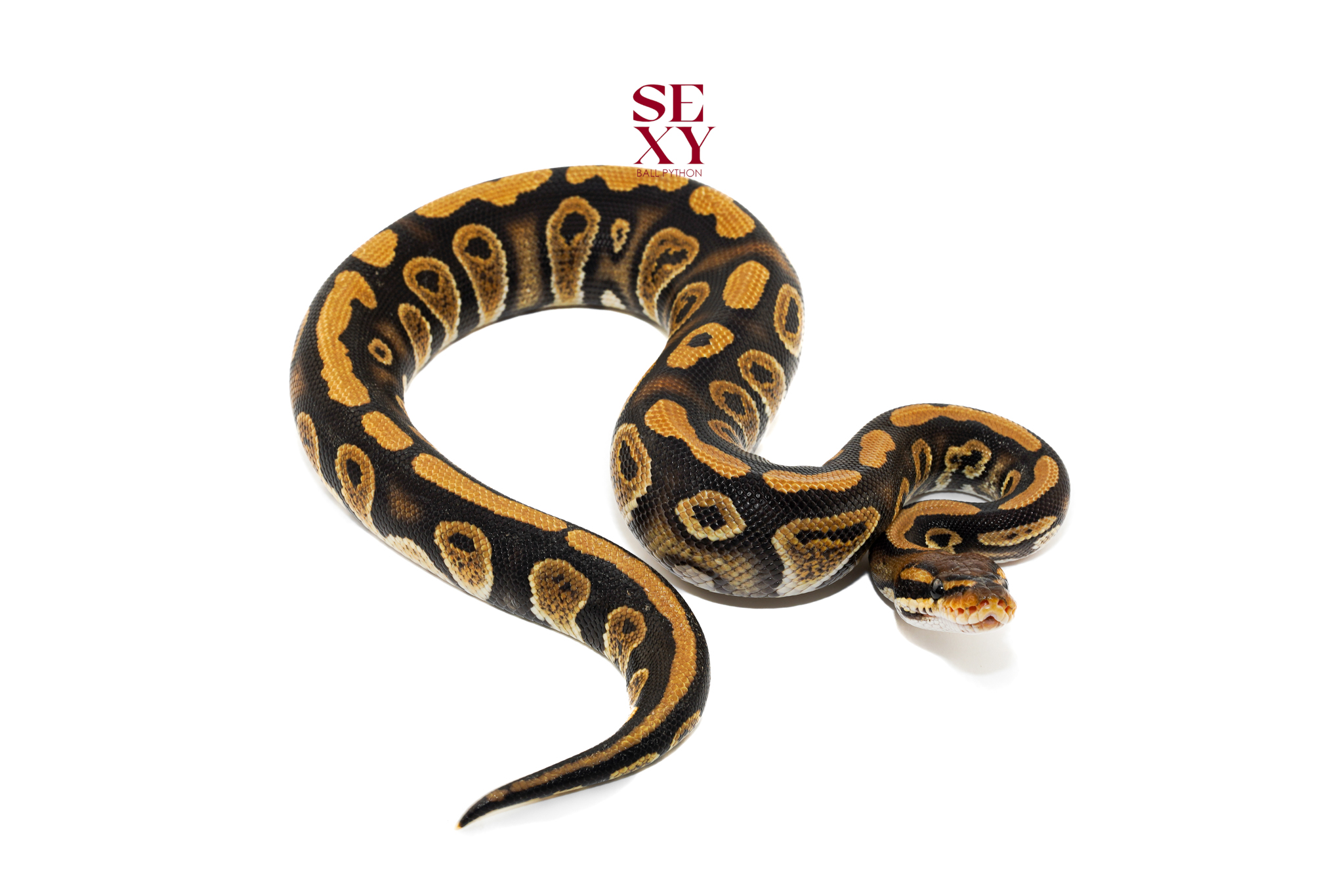 1.0 Stranger DH DG Clown 100% 25 18248