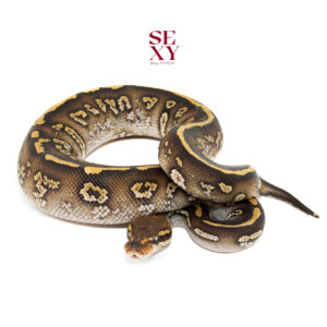 1.0 Stranger Mojave Dh DG Clown 100% 18247