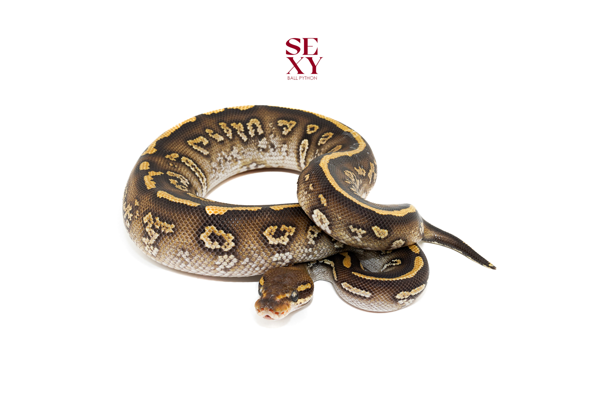 1.0 Stranger Mojave Dh DG Clown 100% 18247