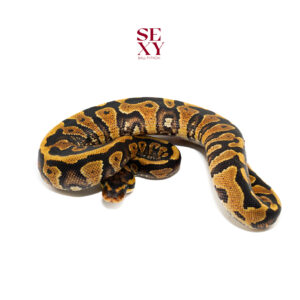 0.1 Asphalt/Gravel/YB H Clown pos H Ghost 25 16406