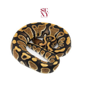 1.0 Chocolate Triple H DG Hypo Clown 100%25 18263