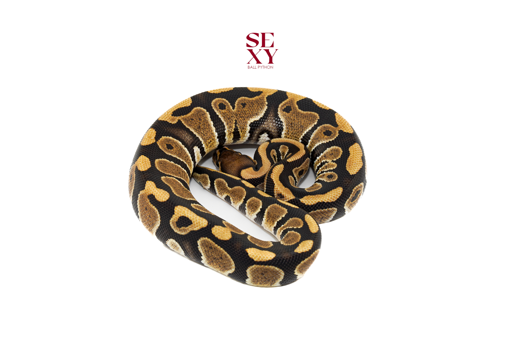 1.0 Chocolate Triple H DG Hypo Clown 100%25 18263