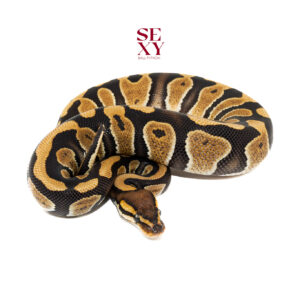 1.0 Chocolate Triple H DG Hypo Clown 25 18263