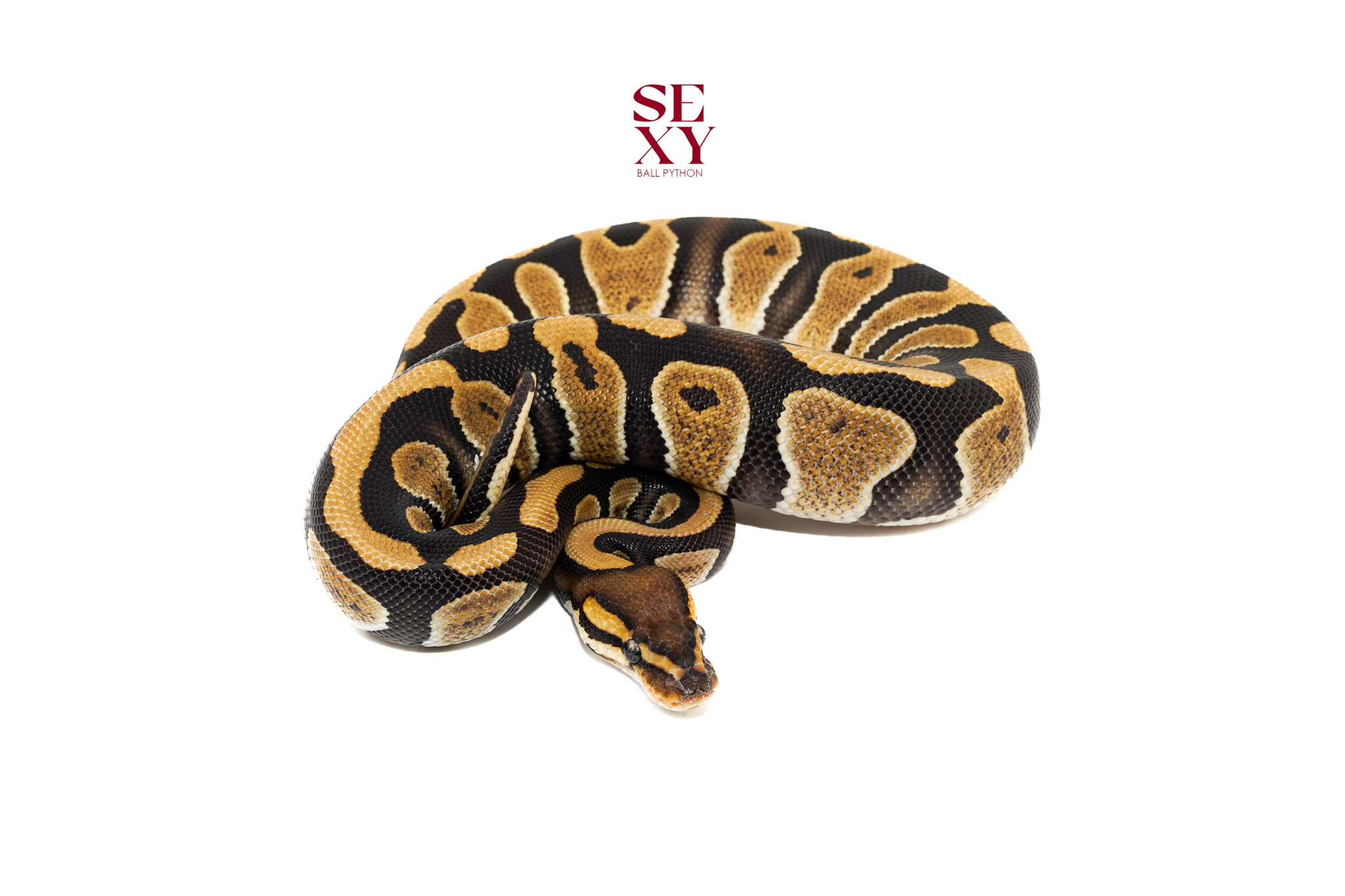 1.0 Chocolate Triple H DG Hypo Clown 25 18263