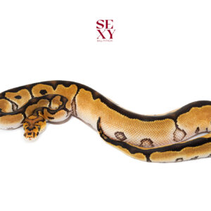 1.0 Clown H Ultramel 25 18261