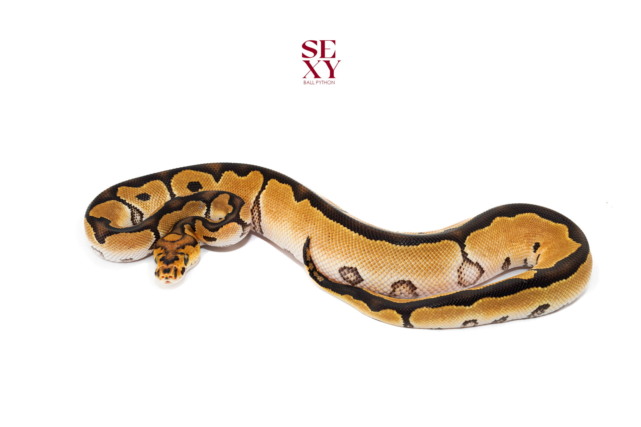 1.0 Clown H Ultramel 25 18261