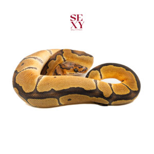 0.1 Gravel Clown 25 18269