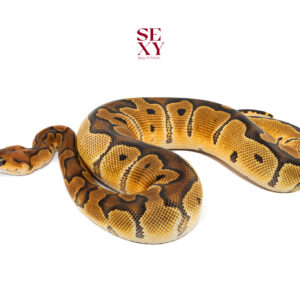 0.1 Gravel Clown 25 18268