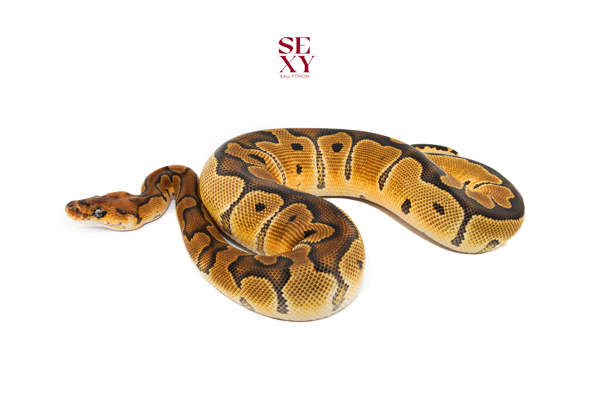 0.1 Gravel Clown 25 18268