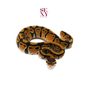 1.0 X-tremist H Clown 25 16520