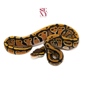 0.1 X-tremist H Clown 25 16526