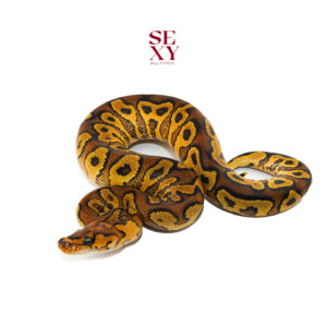 0.1 Hurricane RS YB Clown 25 16531