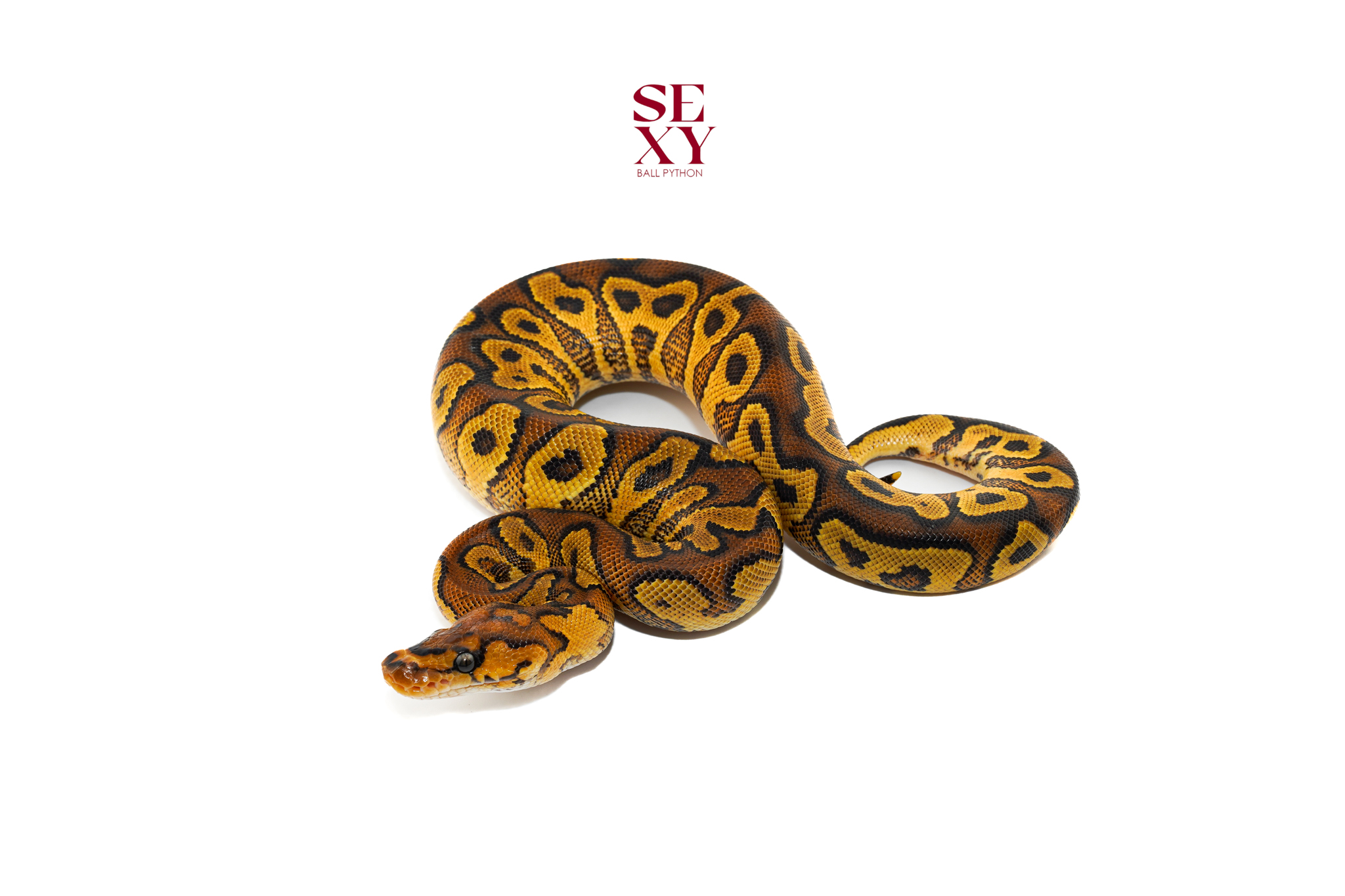 0.1 Hurricane RS YB Clown 25 16531