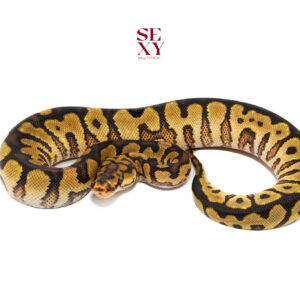 0.1 Hurricane Spotnose Clown 25 16532