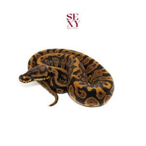 1.0 Confusion Hurricane Spotnose H Clown 25 16533