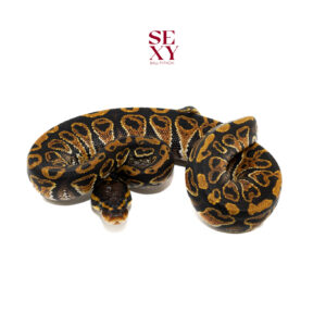 0.1 Hurricane Blaze H Clown 25 16534