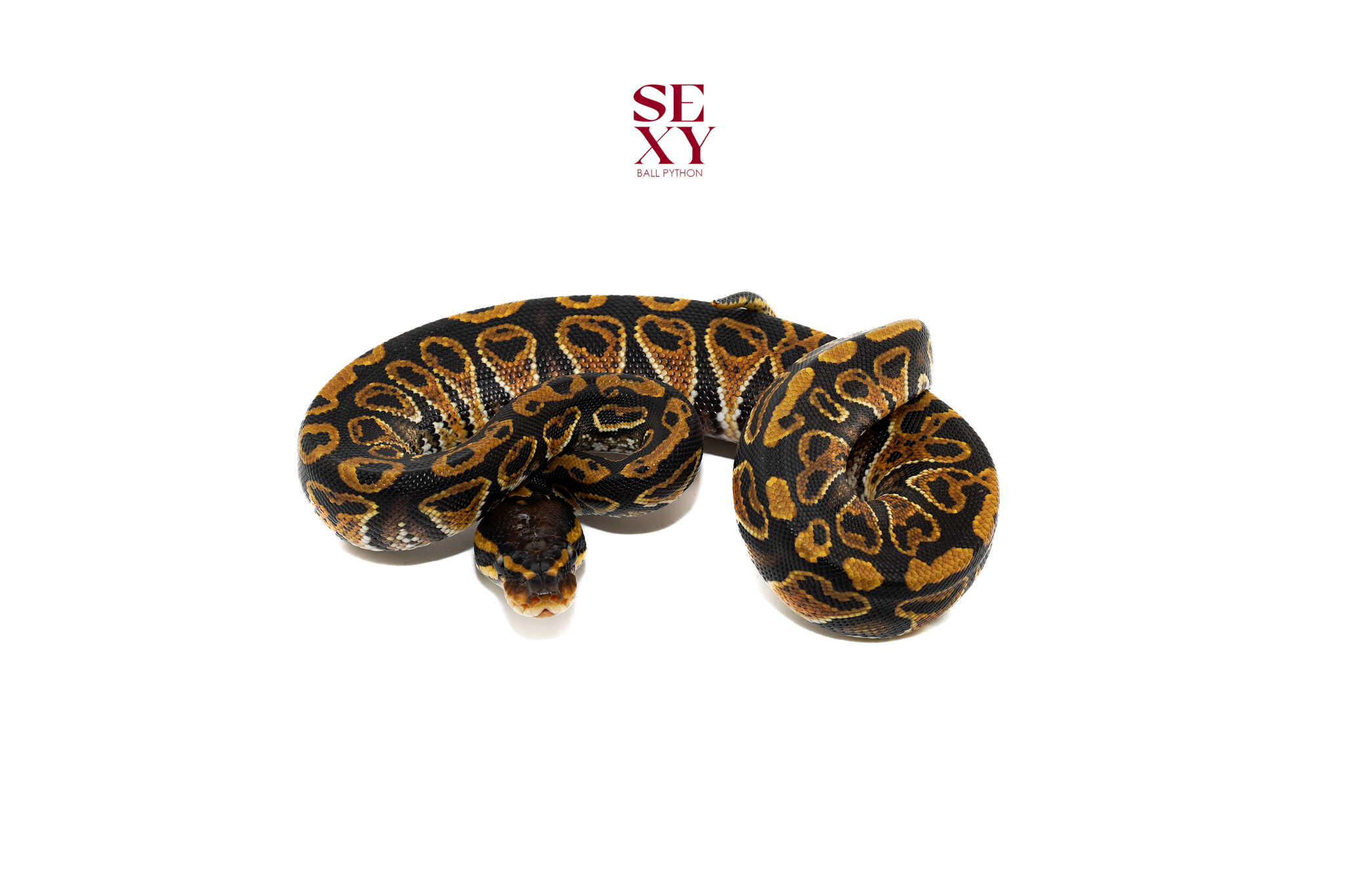 0.1 Hurricane Blaze H Clown 25 16534