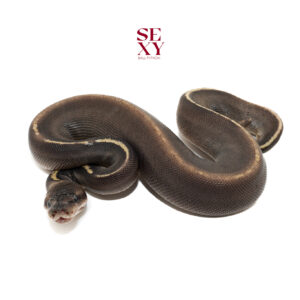 0.1 Stranger Ghi Mo H Clown 100% pos H Pied Hypo 25 16539