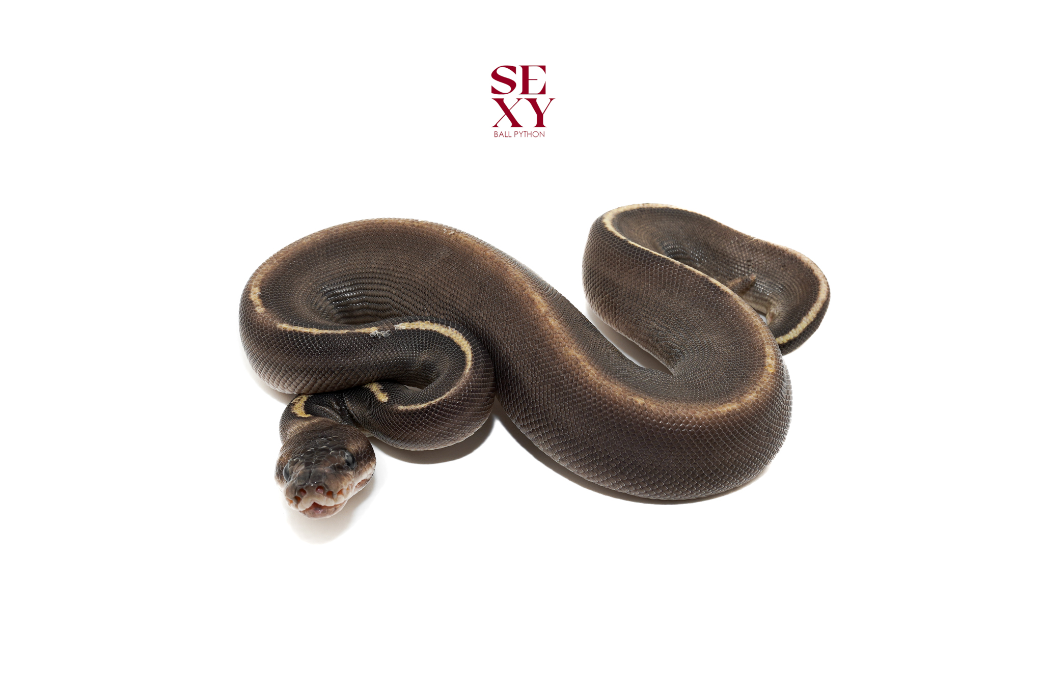 0.1 Stranger Ghi Mo H Clown 100% pos H Pied Hypo 25 16539