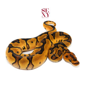 0.1 od jaguar clown 26 19035