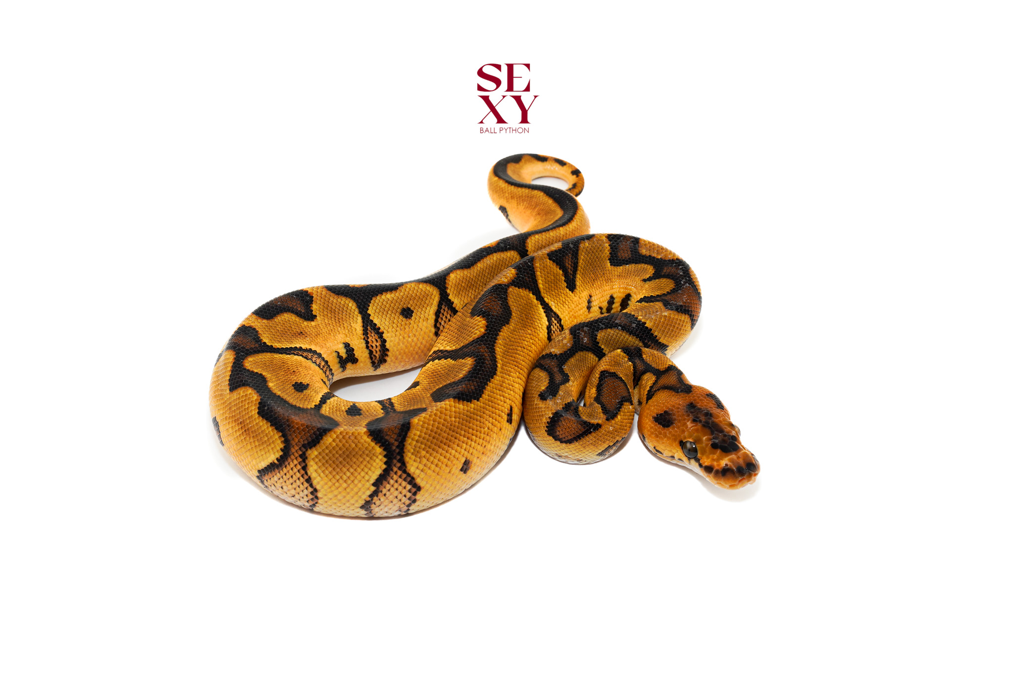 0.1 od jaguar clown 26 19035