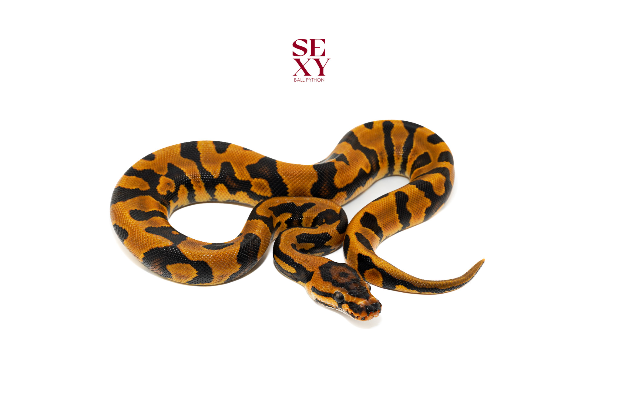 1.0 od confusion jaguar het clown 26 19036