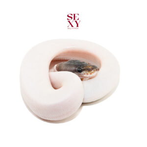 1.0 Mahogany Ghi Bp Pied 25 16540 (Blind eye)