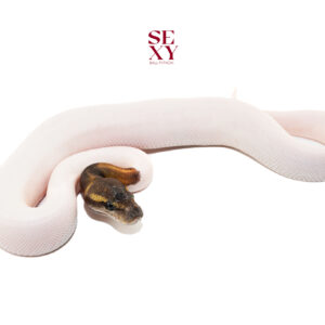 1.0 Mahogany Ghi mo pied pos Bp 25 16541