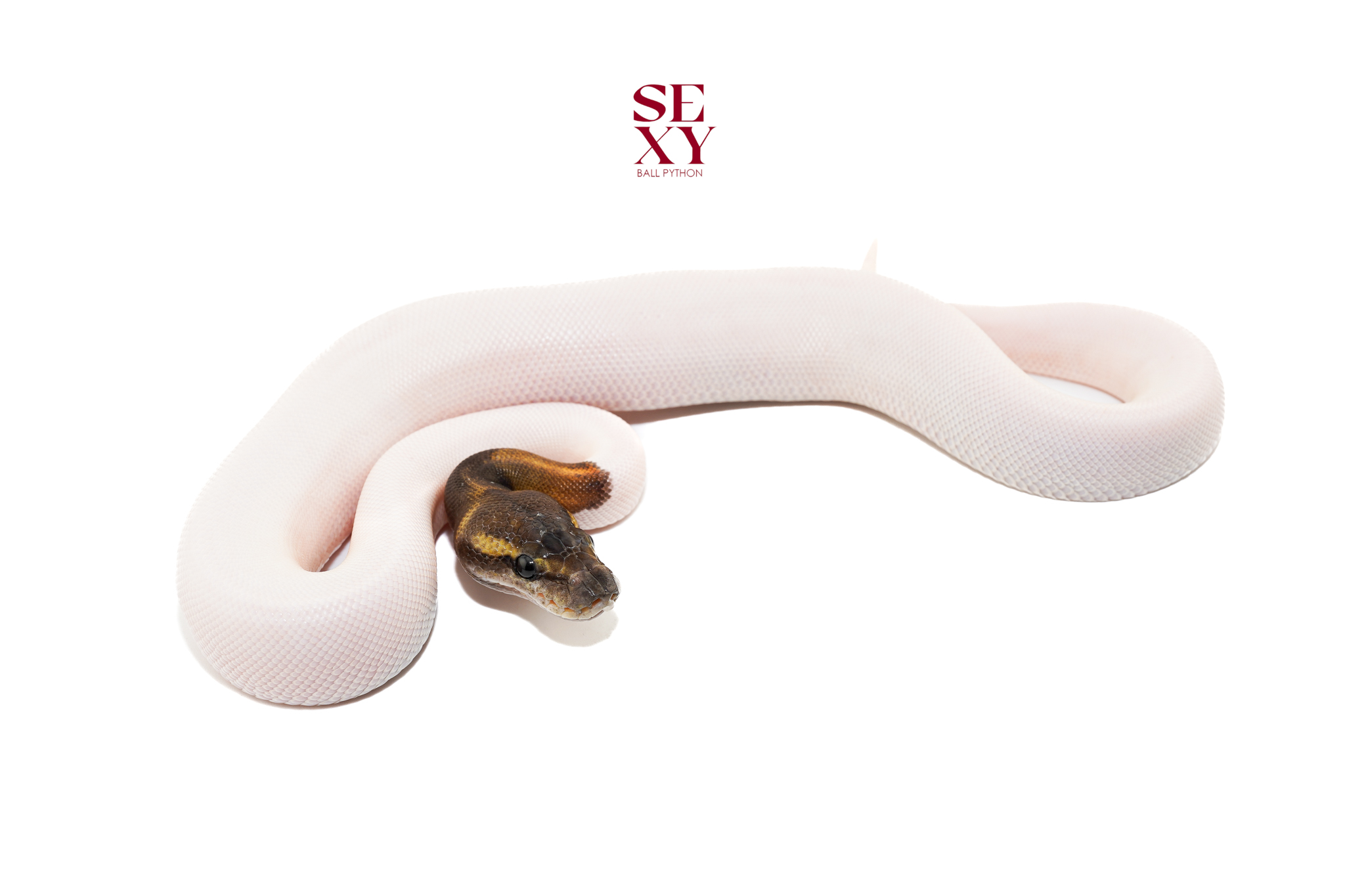 1.0 Mahogany Ghi mo pied pos Bp 25 16541