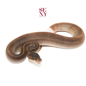 1.0 Mahogany Ghi mo Blackpastel H Pied 25 16542