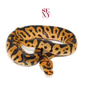 1.0 Confusion Hurricane Clown pos H Hypo 25 16543