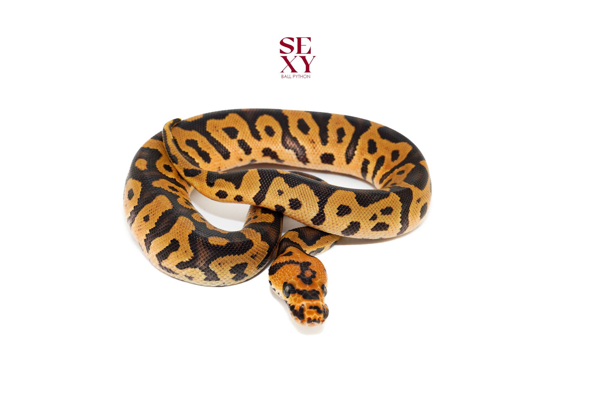 1.0 Confusion Hurricane Clown pos H Hypo 25 16543