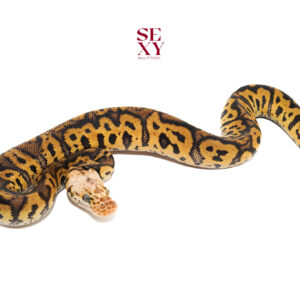 1.0 Confusion Hurricane Pastel yb Clown pos H Hypo 25 16544