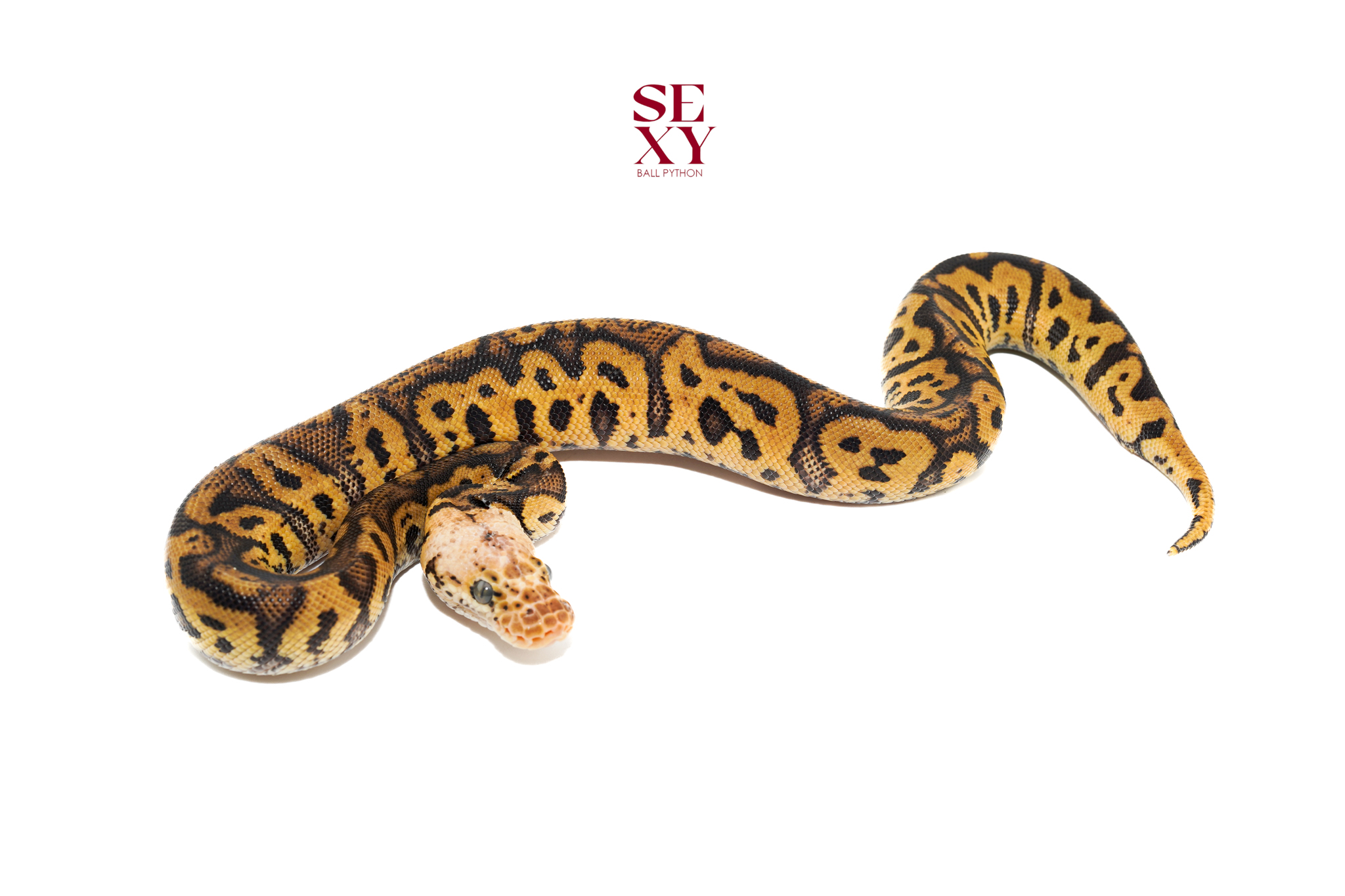 1.0 Confusion Hurricane Pastel yb Clown pos H Hypo 25 16544