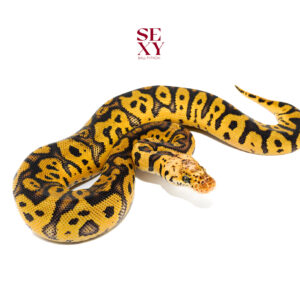 1.0 Hurricane Confusion pas yb Clown pos H Hypo 25 16545