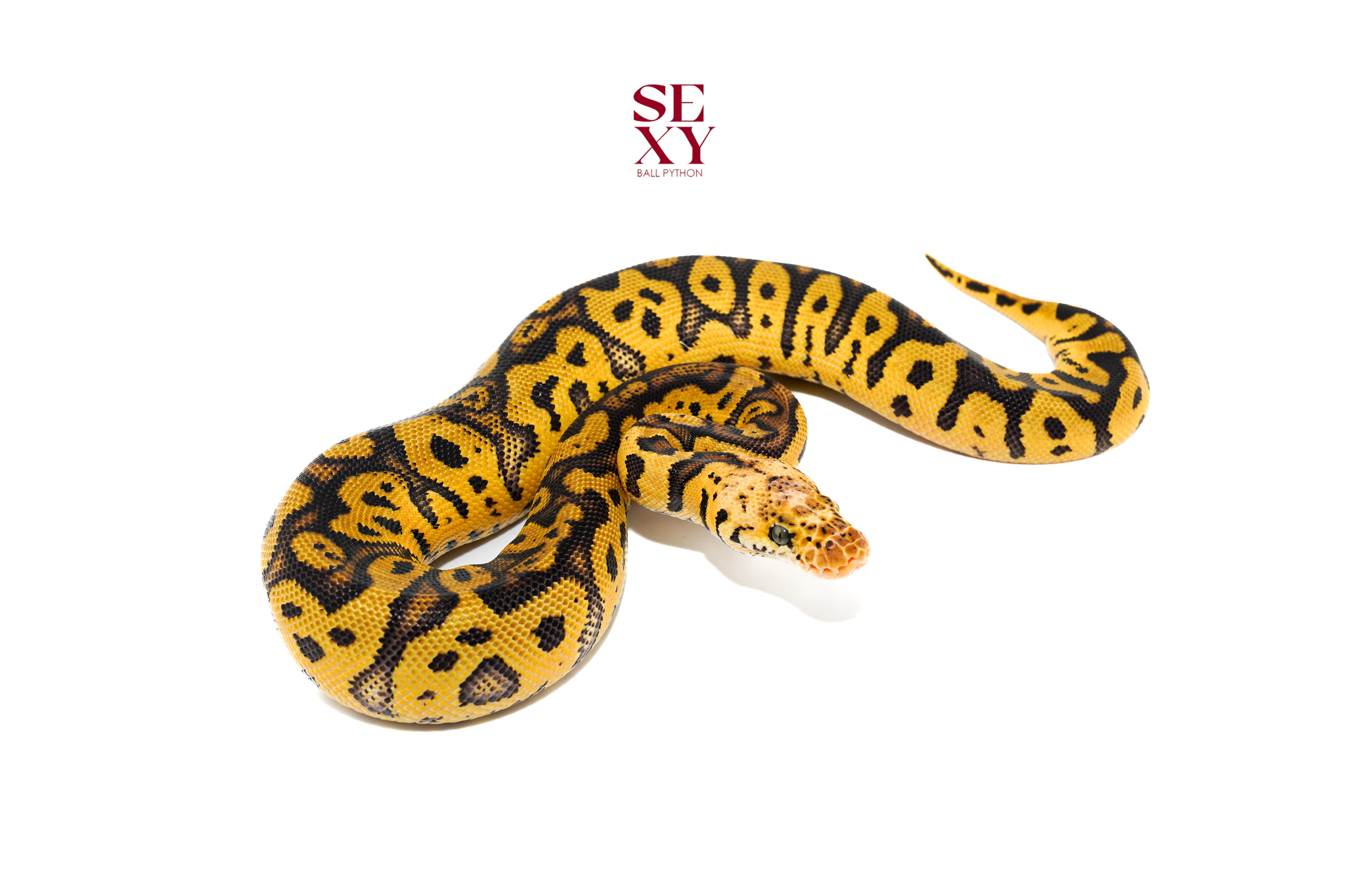 1.0 Hurricane Confusion pas yb Clown pos H Hypo 25 16545