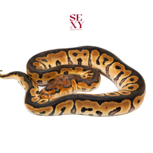 1.0 Hurricane clown pos H Hypo 25 16547