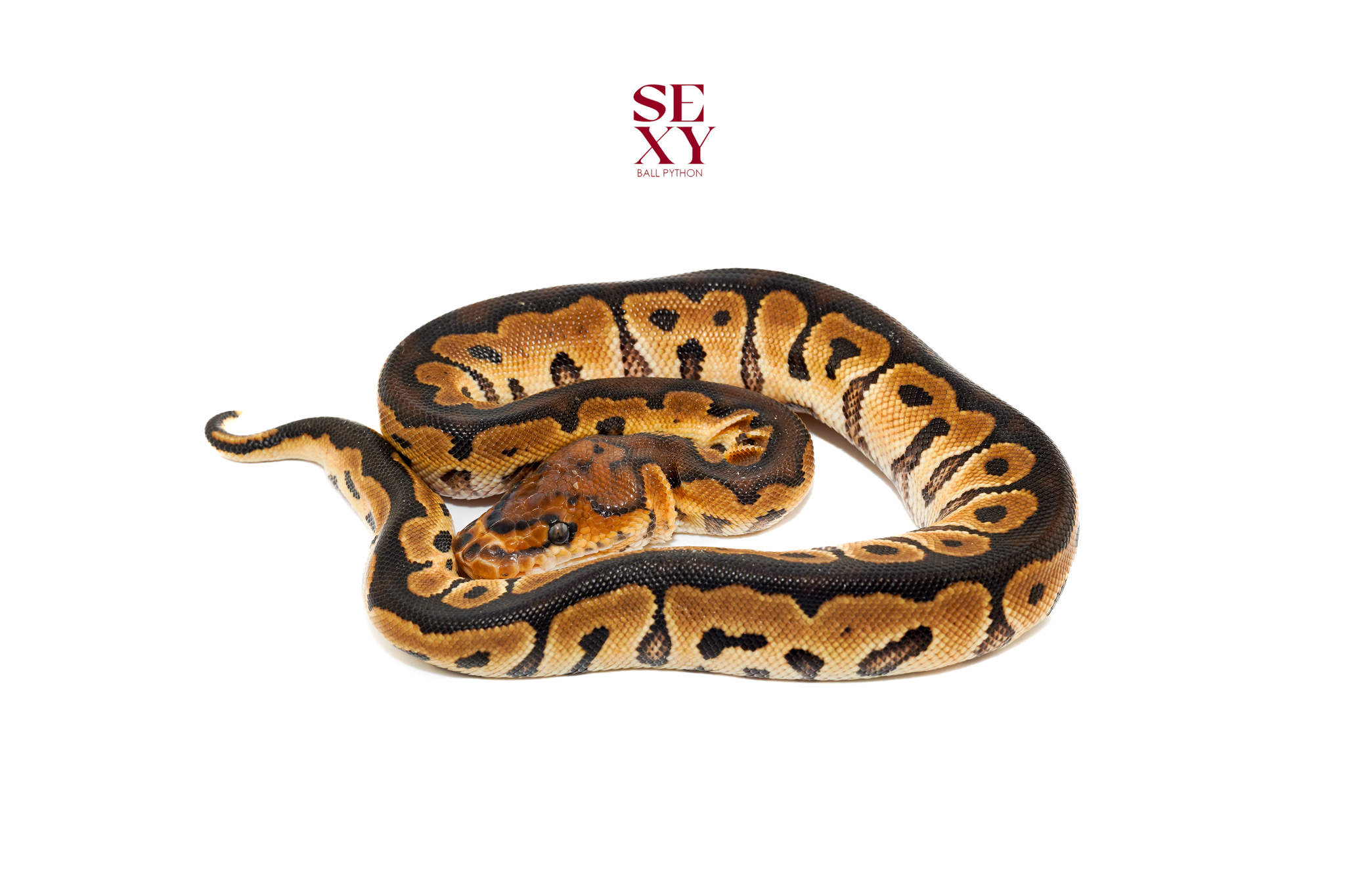 1.0 Hurricane clown pos H Hypo 25 16547