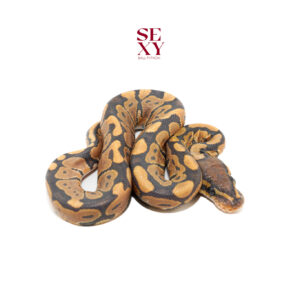 0.1 Hypo H Clown pos H DG Pied 25 16555