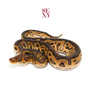 0.1 Hurricane Clown H Pied100% pos H Hypo 25 16557