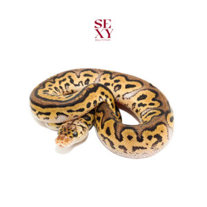 0.1 Hurricane Pas Clown Pos H Pied Hypo 25 16558